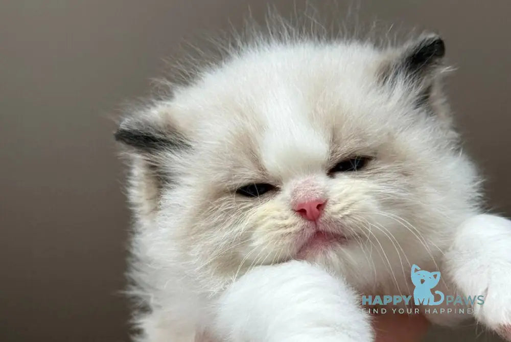 Ramen Ragdoll male black bicolour - live animals