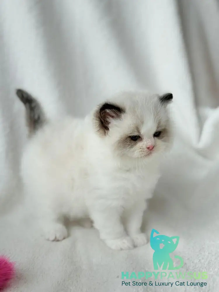 Ramen Ragdoll male black bicolour - live animals