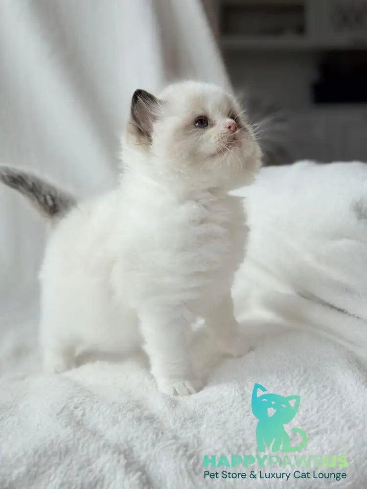 Ramen Ragdoll male black bicolour - live animals