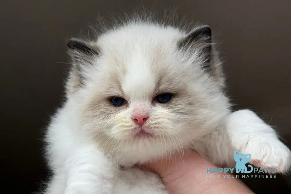 Ramen Ragdoll male black bicolour - live animals