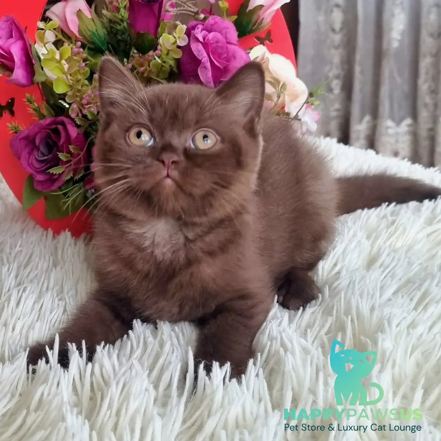 Rami British Shorthair male chocolate - live animals