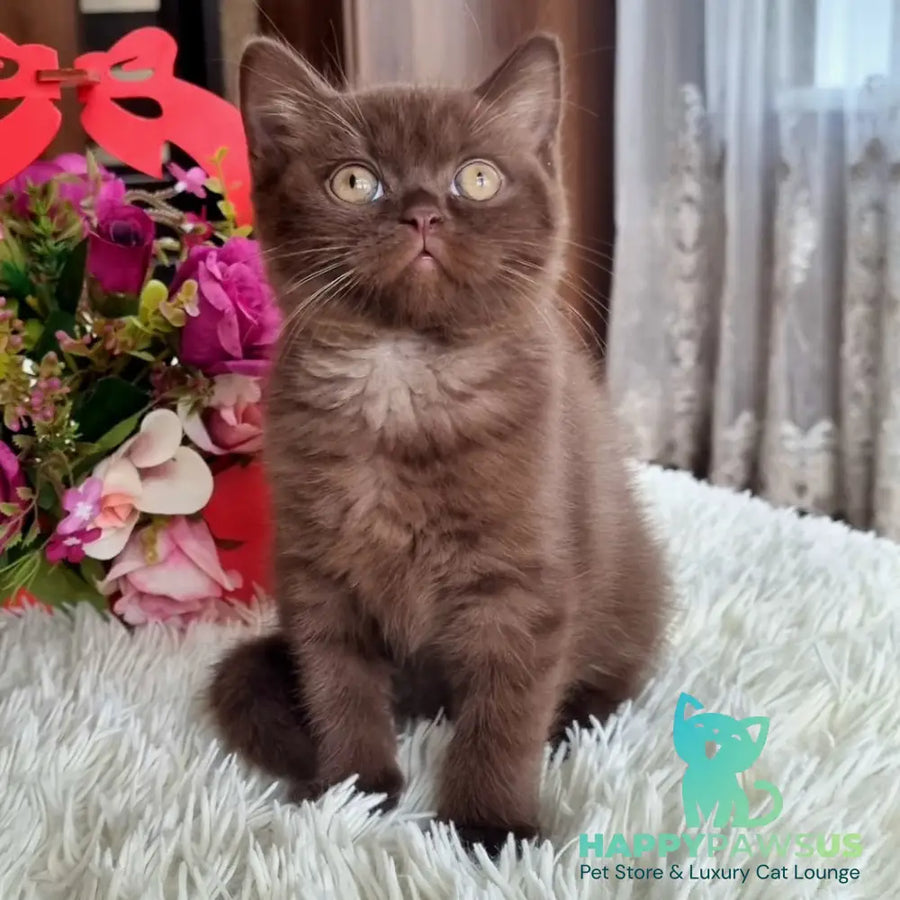 Rami British Shorthair male chocolate - live animals