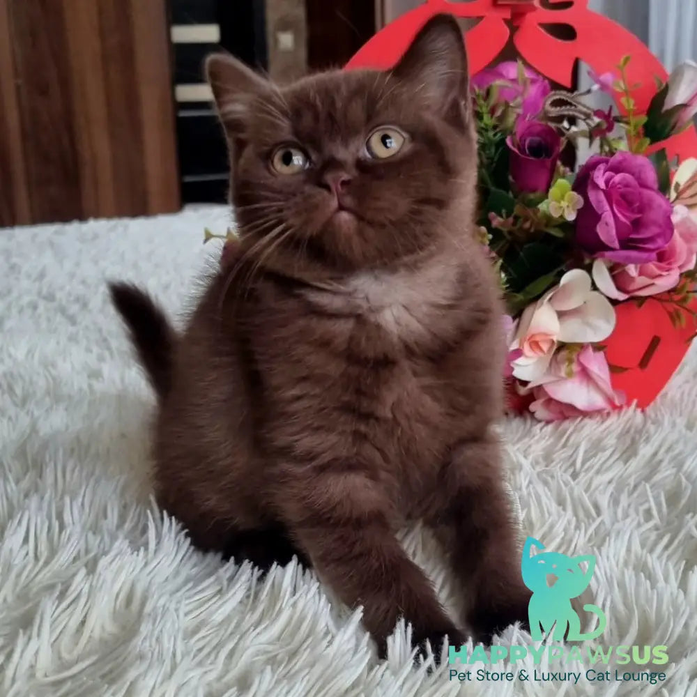 Rami British Shorthair male chocolate - live animals
