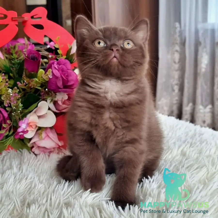 Rami British Shorthair male chocolate - live animals