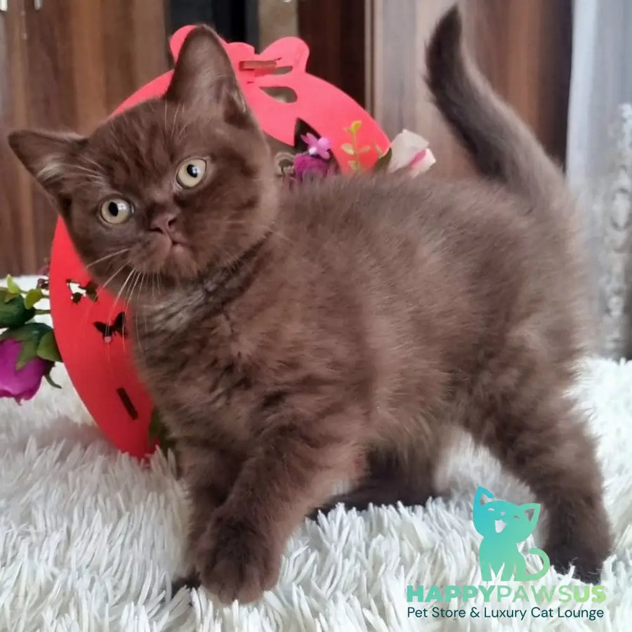 Rami British Shorthair male chocolate - live animals