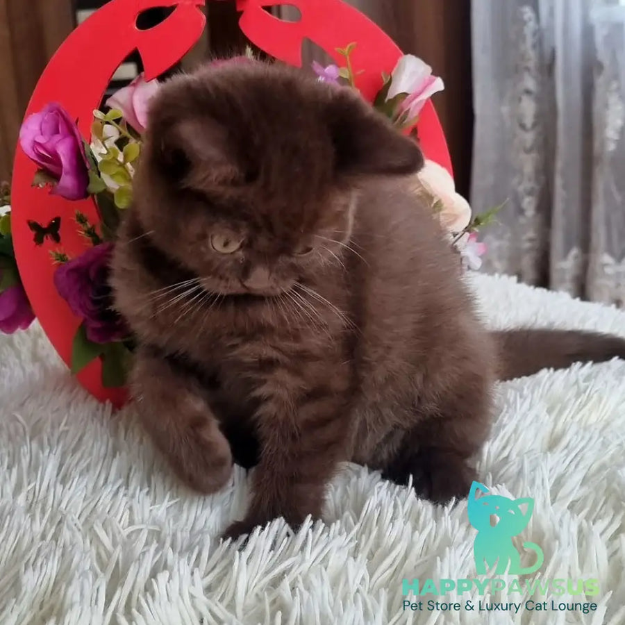 Rami British Shorthair male chocolate - live animals