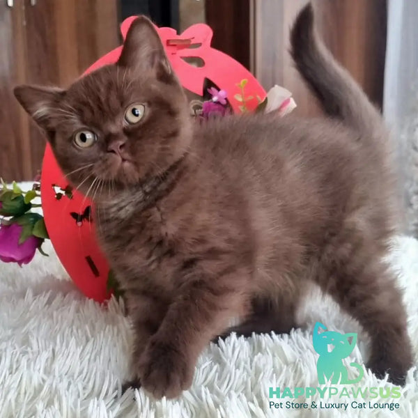 Rami British Shorthair male chocolate - live animals