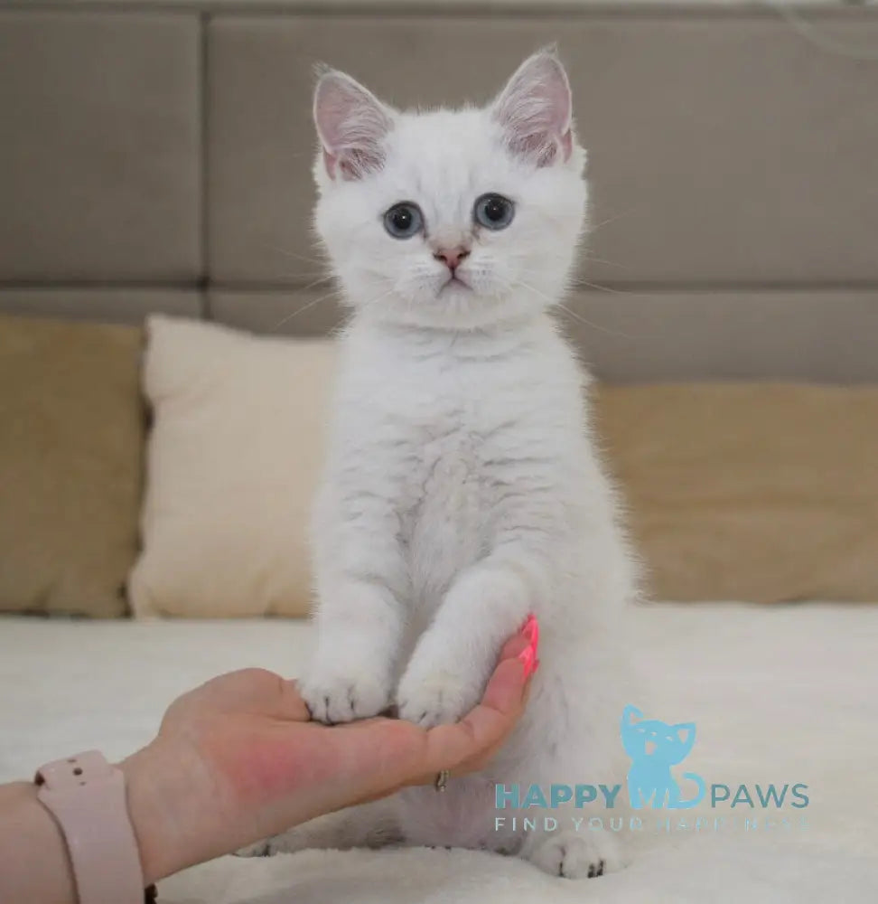 Ramik British Shorthair male black golden shaded pointed live animals