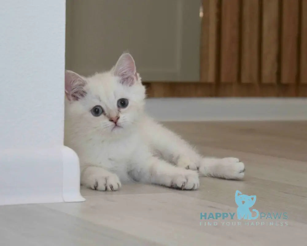 Ramik British Shorthair male black golden shaded pointed live animals