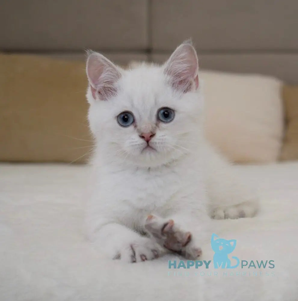 Ramik British Shorthair male black golden shaded pointed live animals