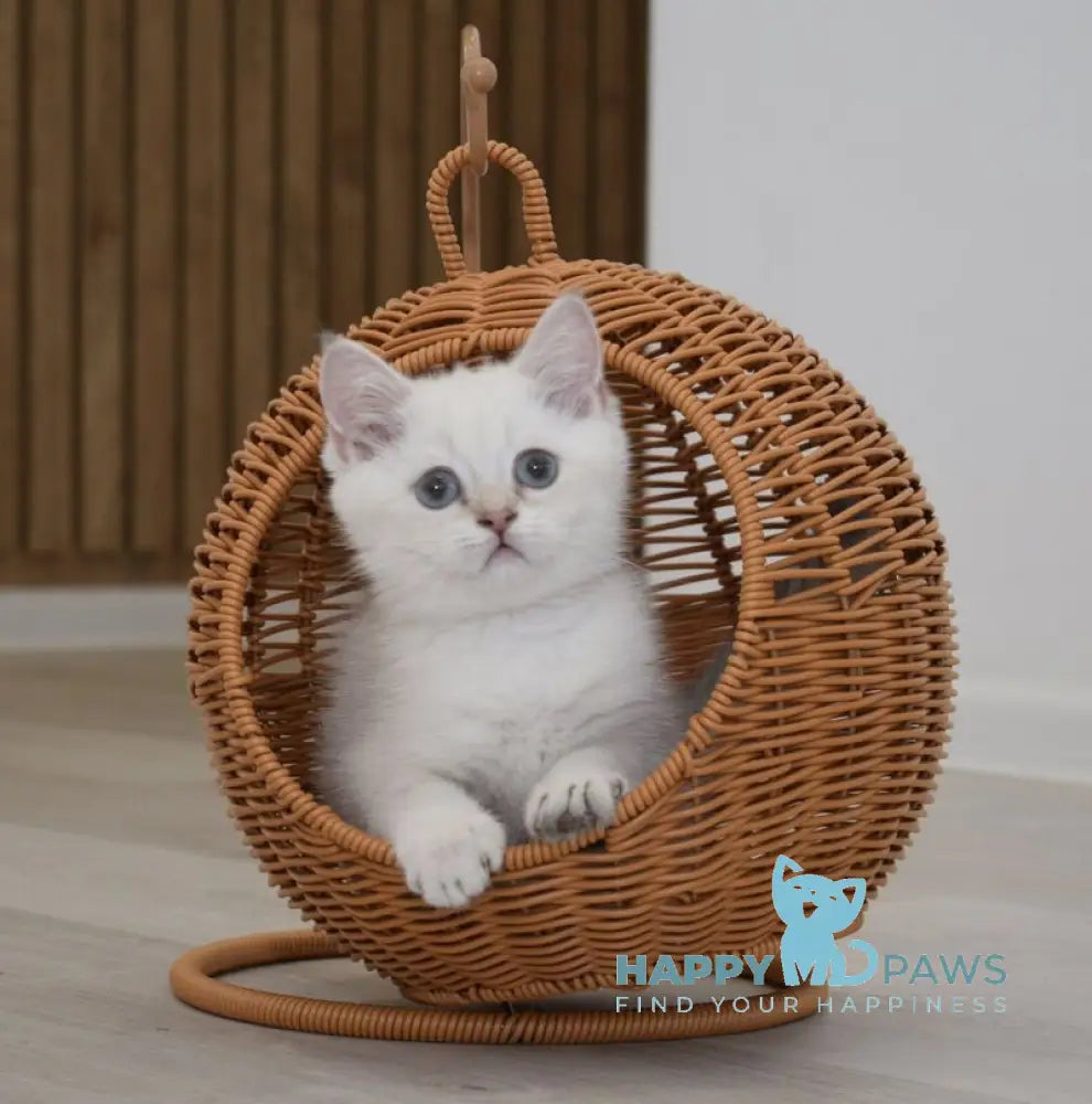Ramik British Shorthair male black golden shaded pointed live animals