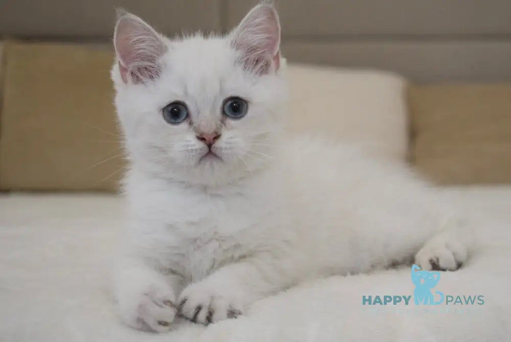 Ramik British Shorthair male black golden shaded pointed live animals