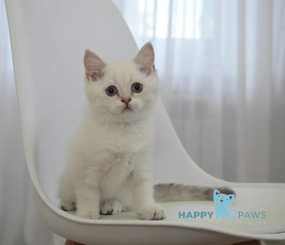 Ramik British Shorthair male black golden shaded pointed live animals