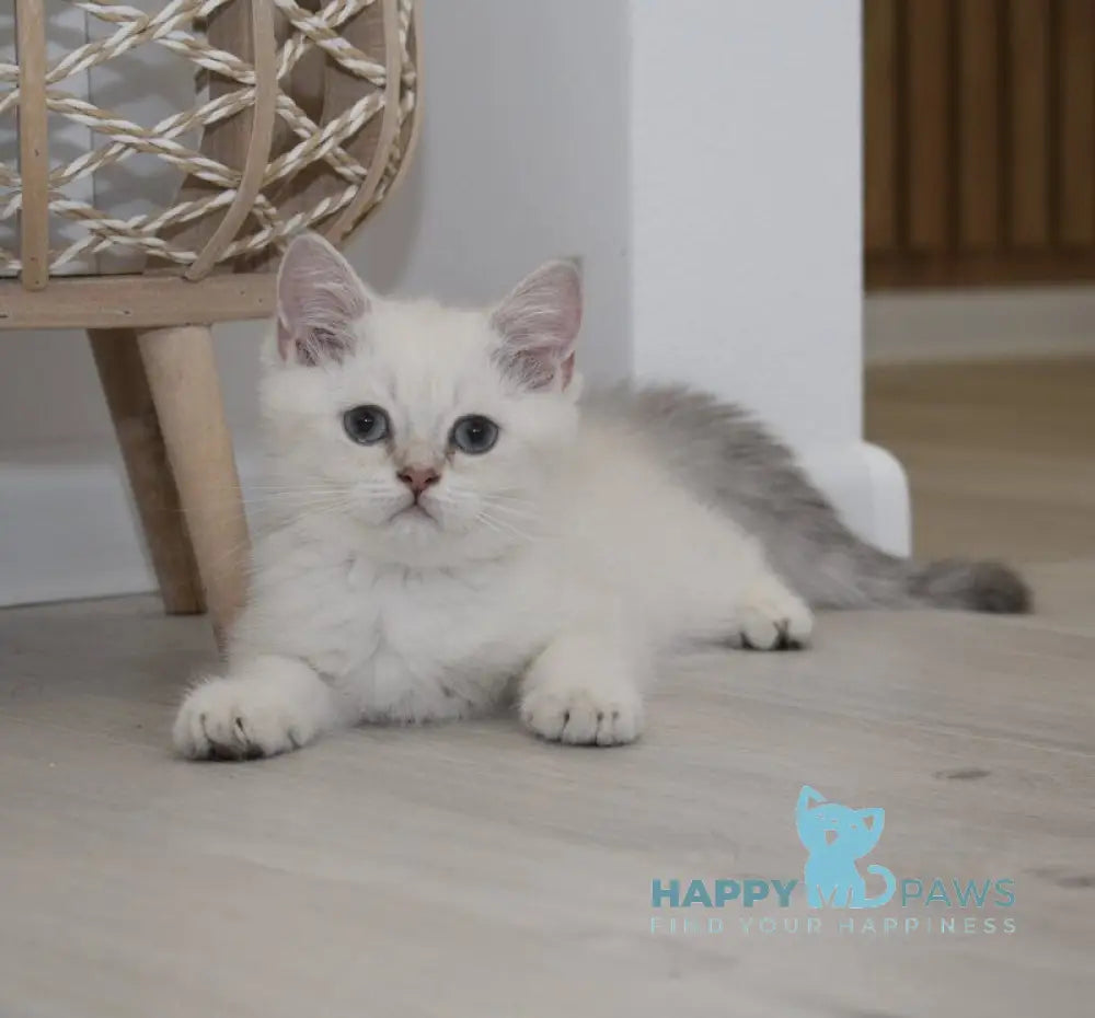 Ramik British Shorthair male black golden shaded pointed live animals