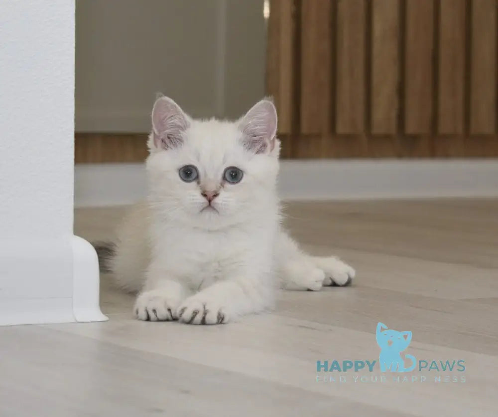 Ramik British Shorthair male black golden shaded pointed live animals