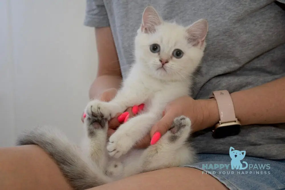 Ramik British Shorthair male black golden shaded pointed live animals