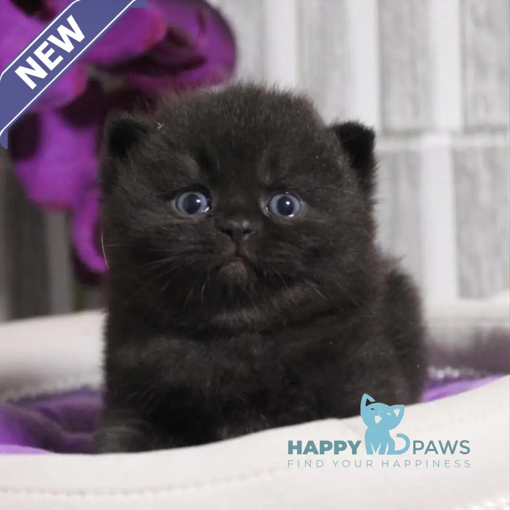 Ramin British Shorthair male black live animals