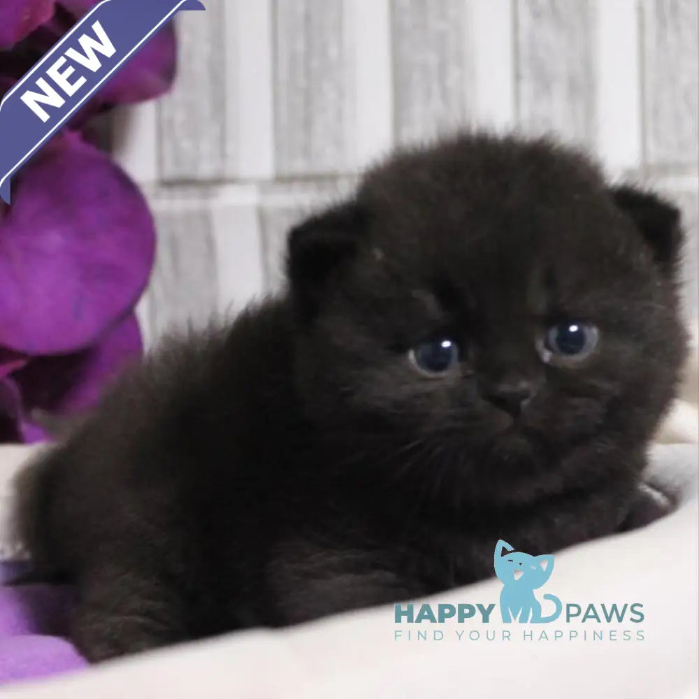 Ramin British Shorthair male black live animals