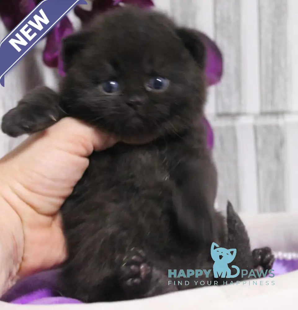 Ramin British Shorthair male black live animals