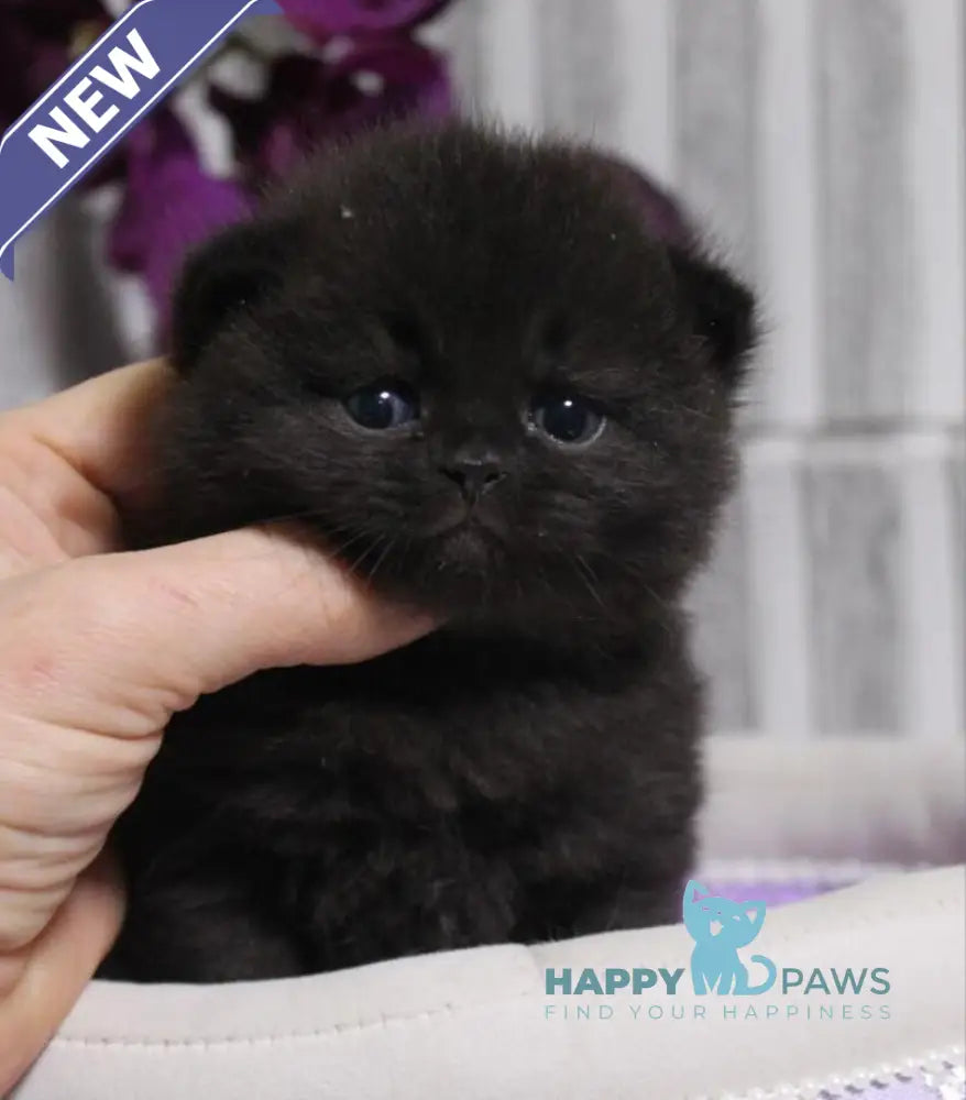 Ramin British Shorthair male black live animals