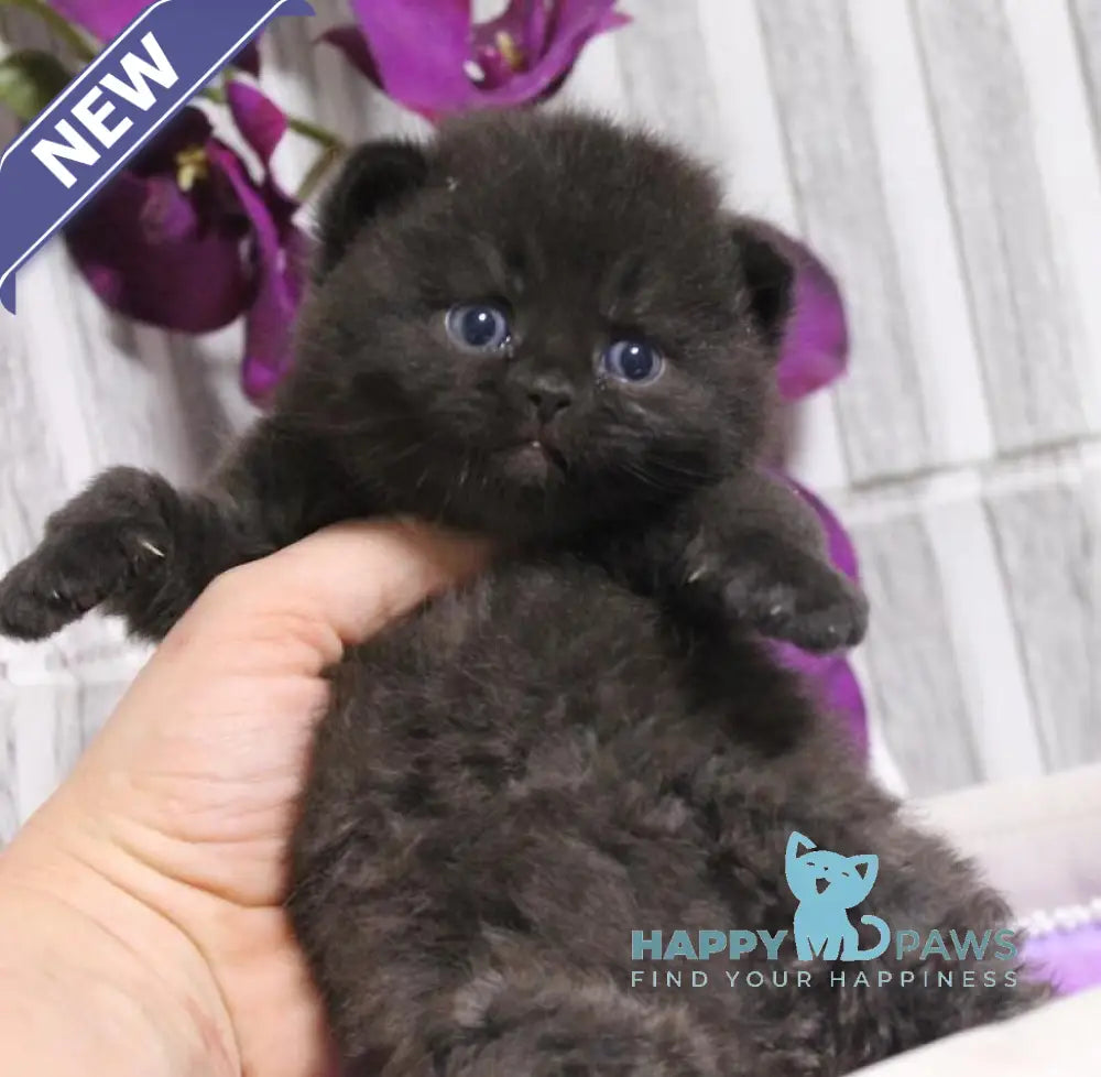Ramin British Shorthair male black live animals