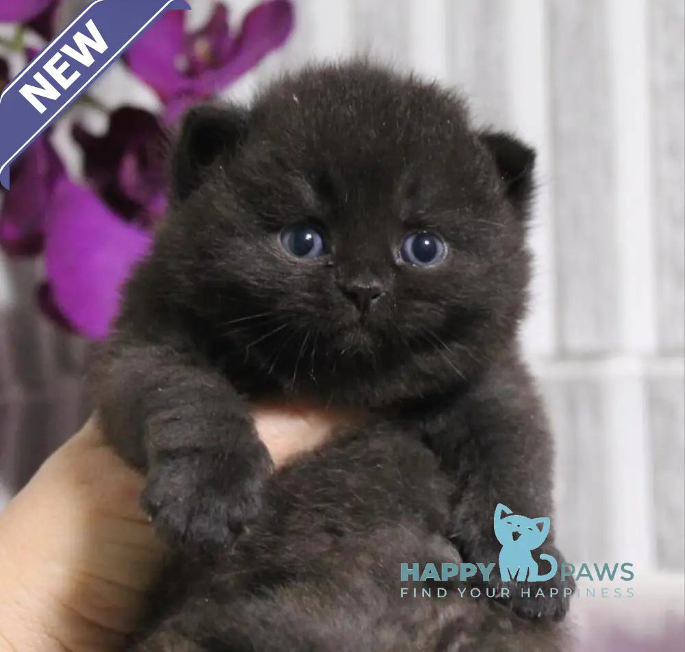 Ramin British Shorthair male black live animals
