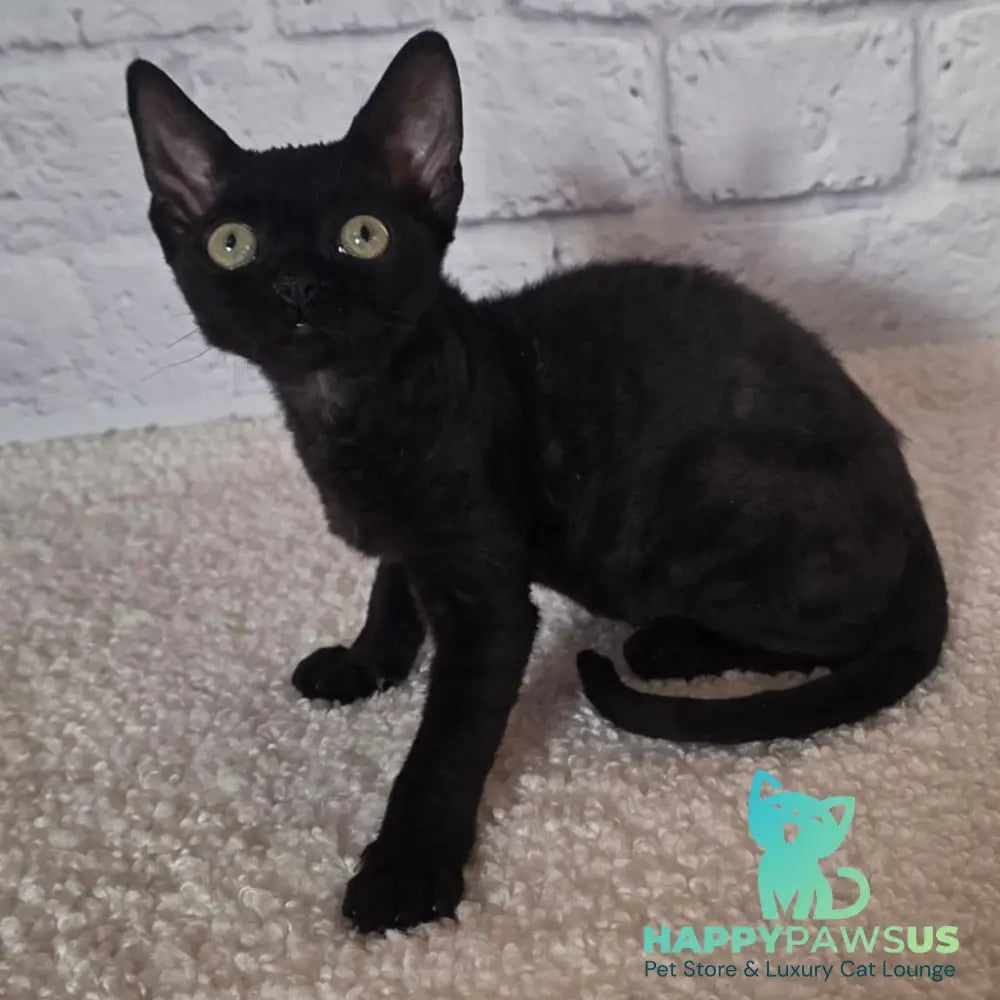 Ramіna Devon Rex female black - live animals