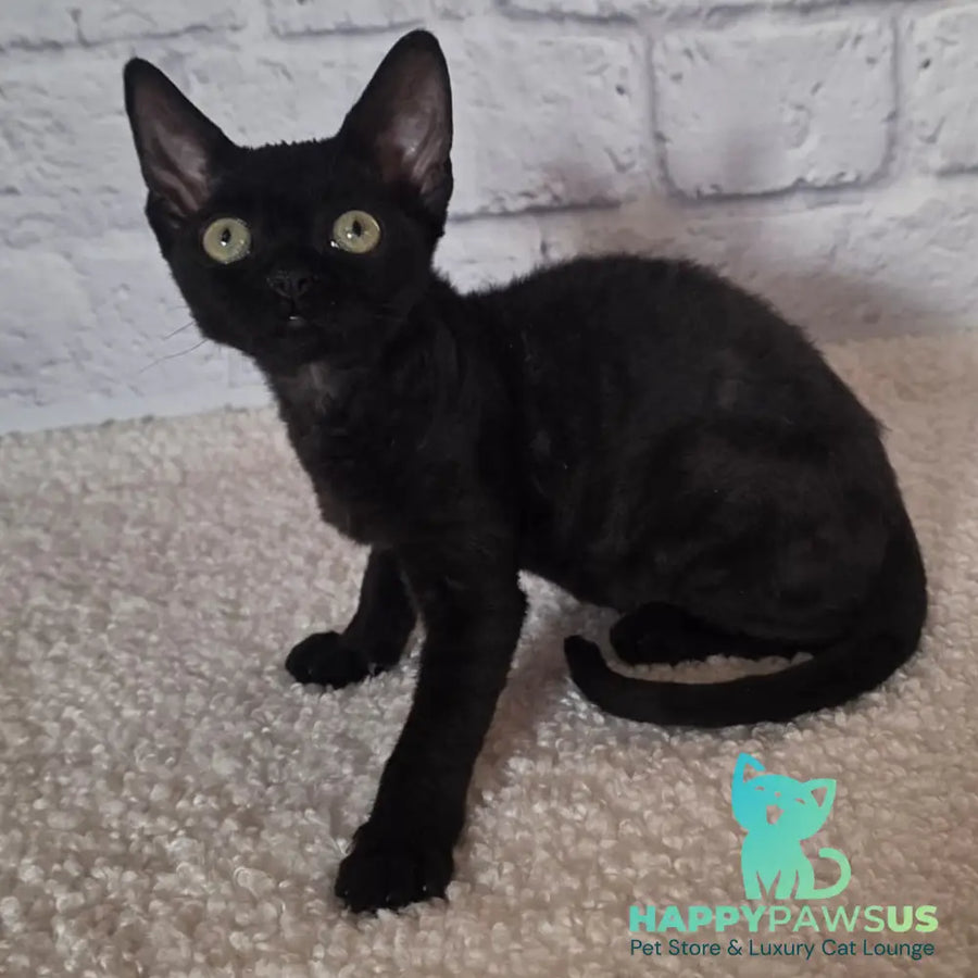 Ramіna Devon Rex female black - live animals