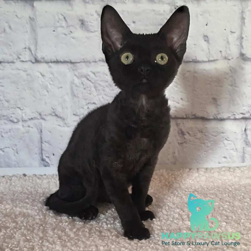 Ramіna Devon Rex female black - live animals