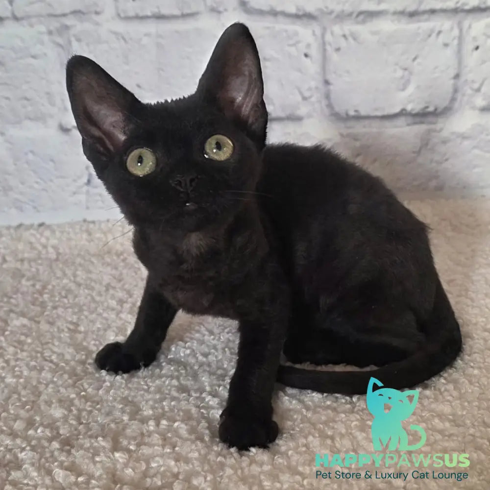 Ramіna Devon Rex female black - live animals