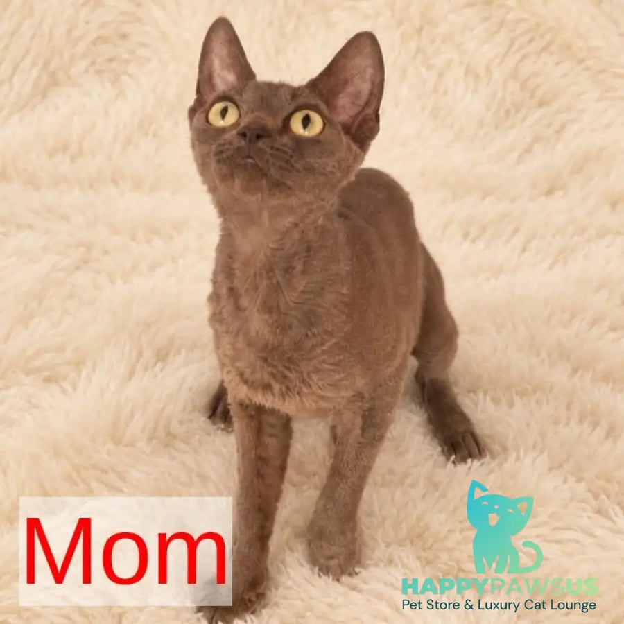 Ramіna Devon Rex female black - live animals