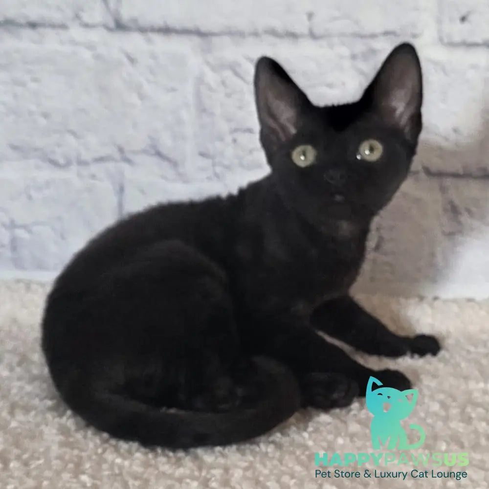 Ramіna Devon Rex female black - live animals
