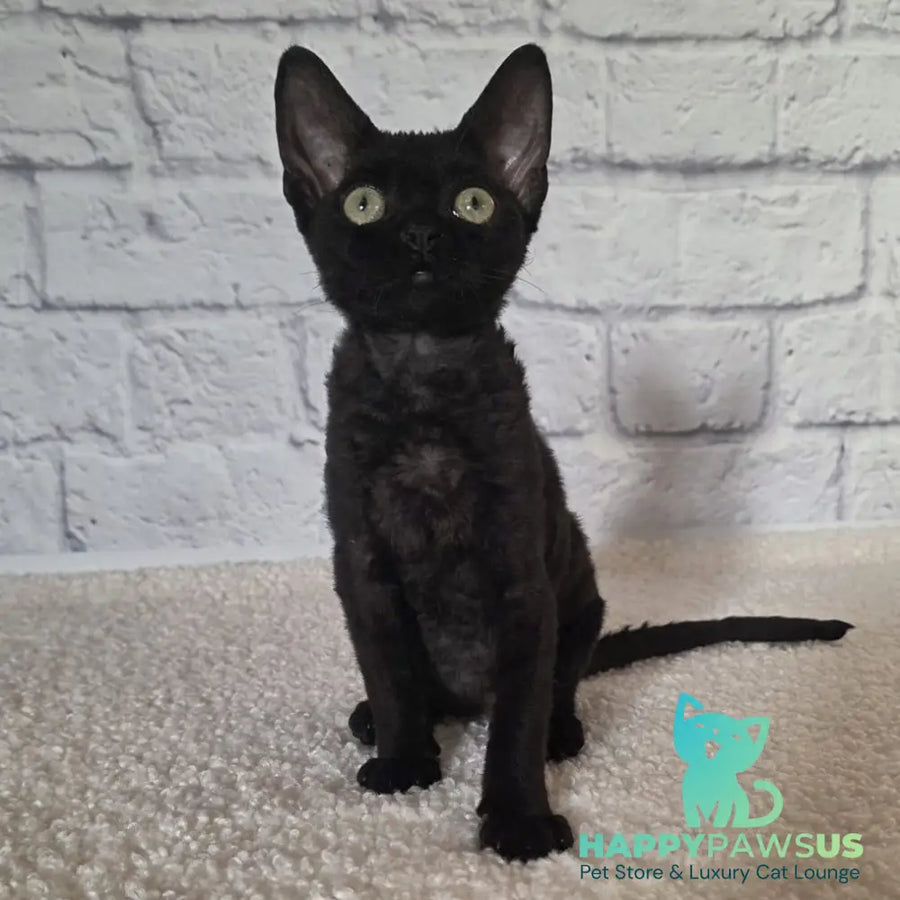 Ramіna Devon Rex female black - live animals