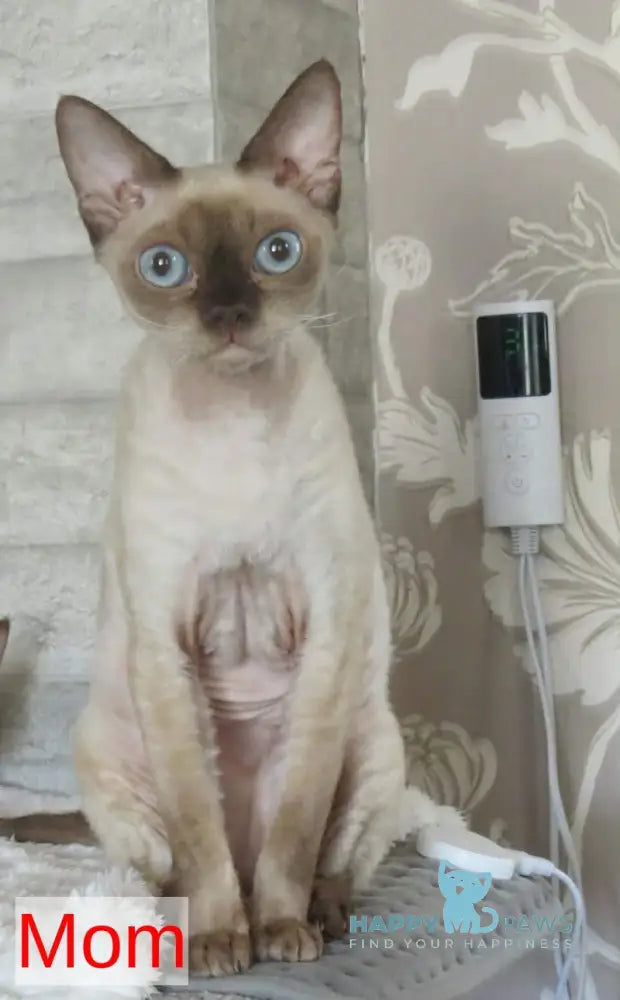 Ramina Devon Rex female chocolate live animals