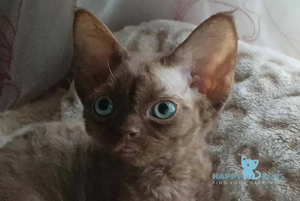 Ramina Devon Rex female chocolate live animals