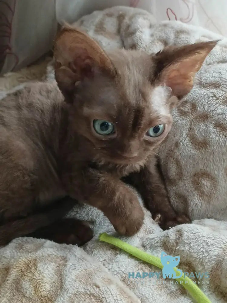 Ramina Devon Rex female chocolate live animals