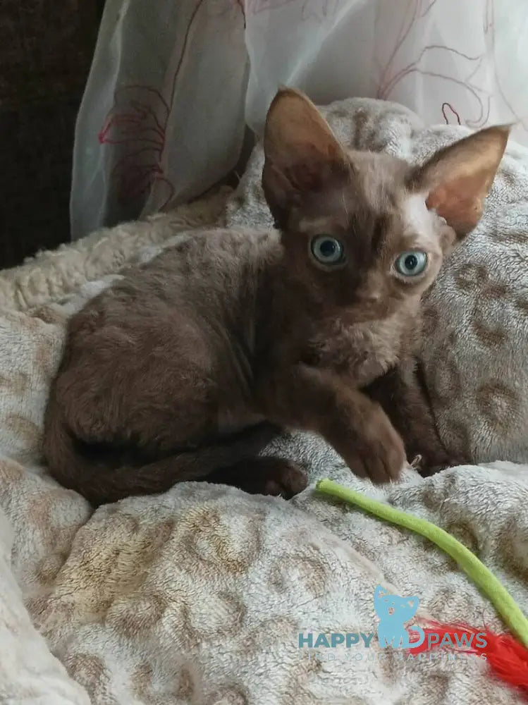 Ramina Devon Rex female chocolate live animals