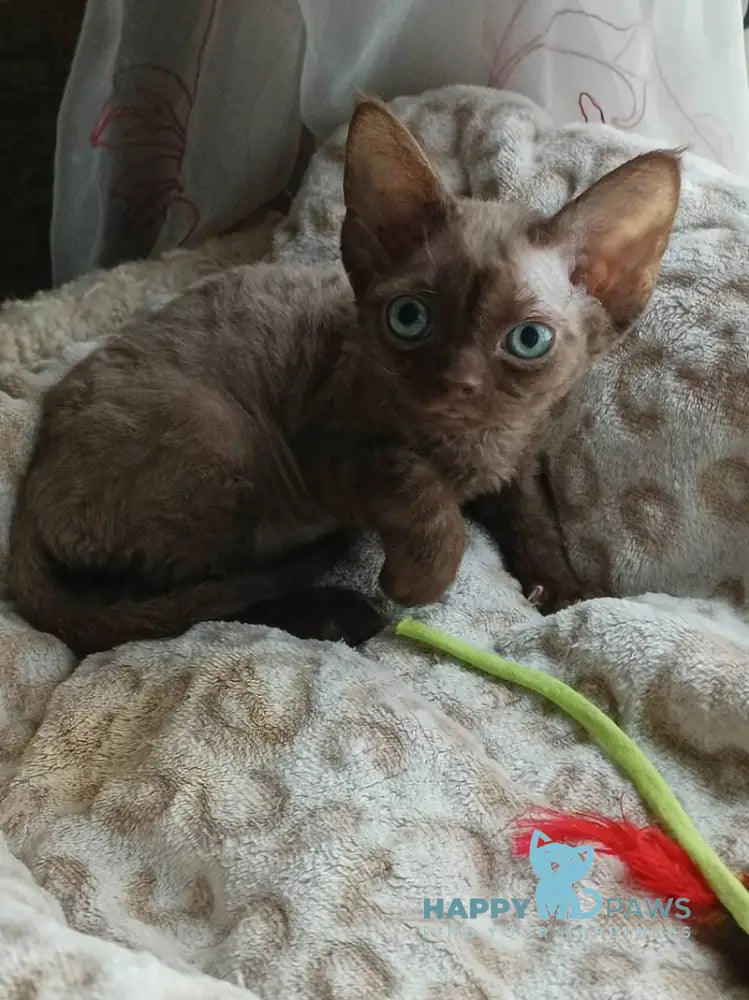 Ramina Devon Rex female chocolate live animals