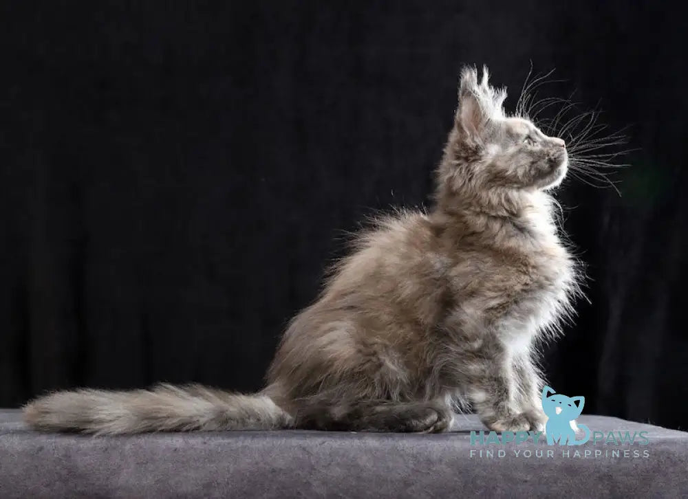 Ramina Maine Coon female blue tortie live animals