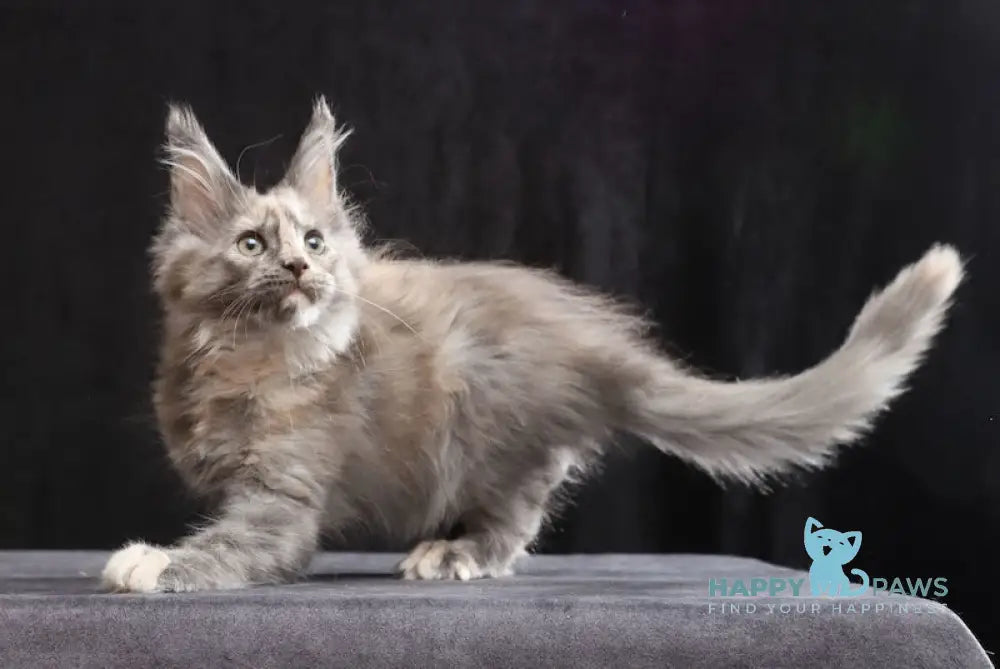 Ramina Maine Coon female blue tortie live animals