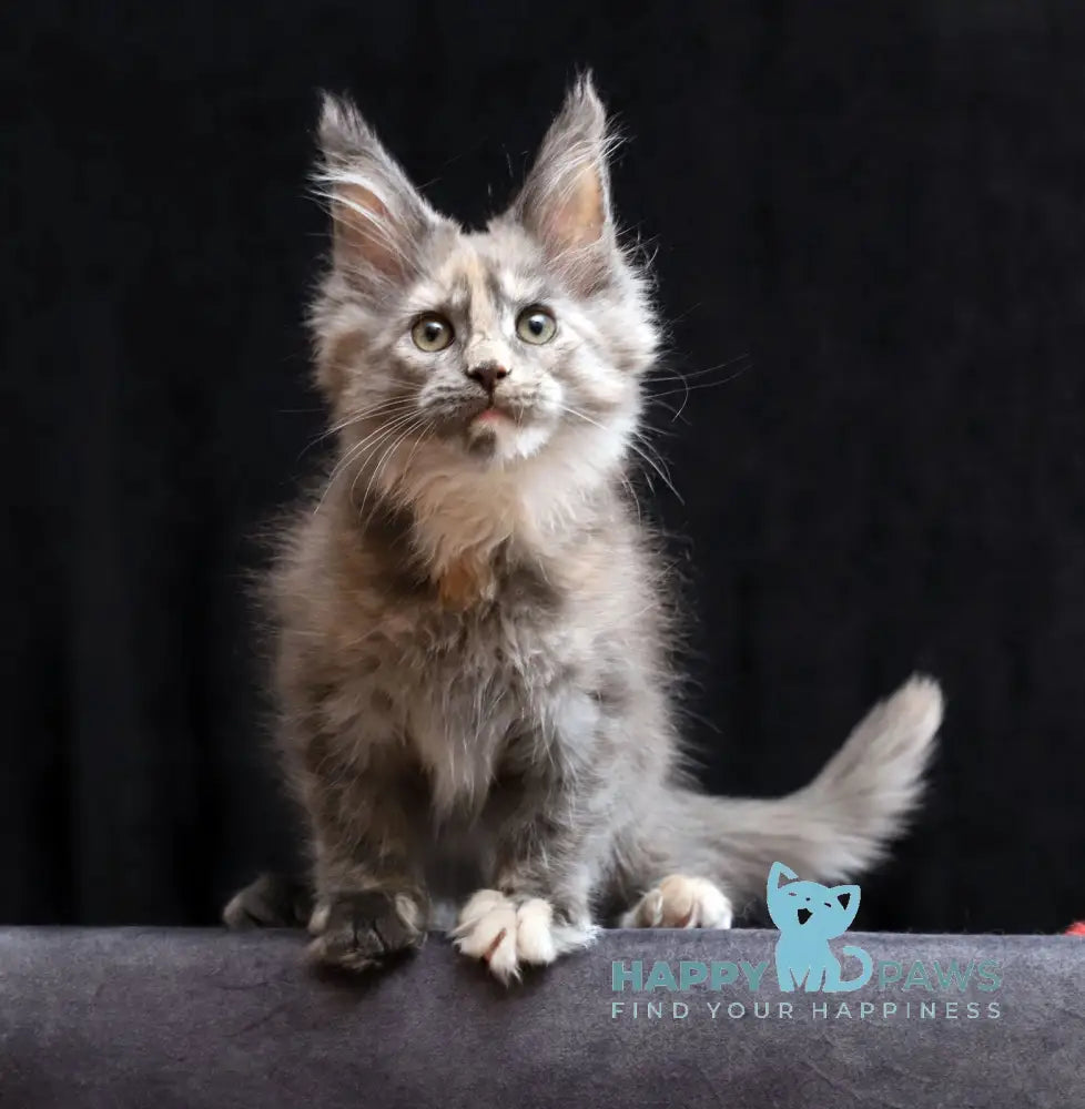Ramina Maine Coon female blue tortie live animals