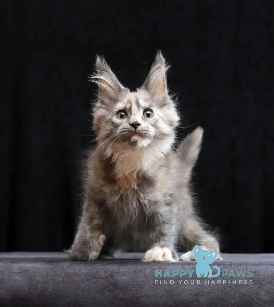 Ramina Maine Coon female blue tortie live animals