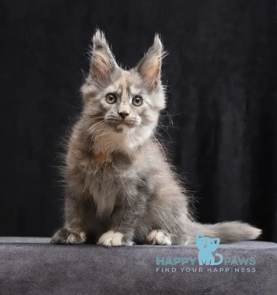 Ramina Maine Coon female blue tortie live animals