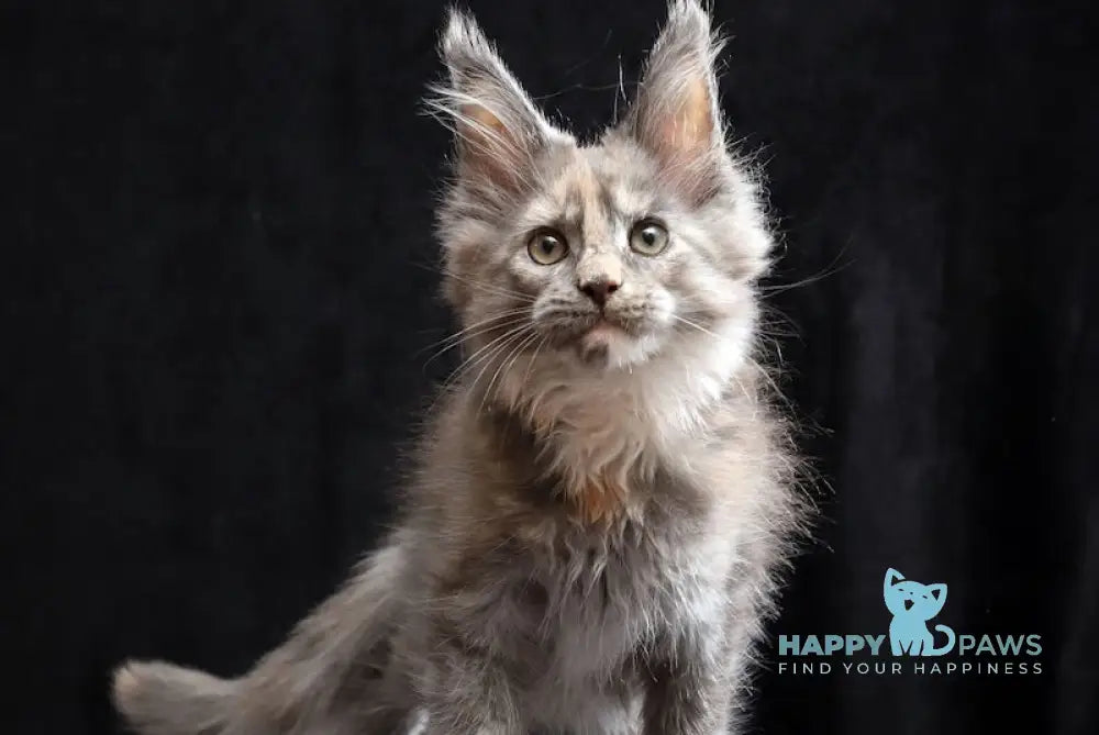 Ramina Maine Coon female blue tortie live animals