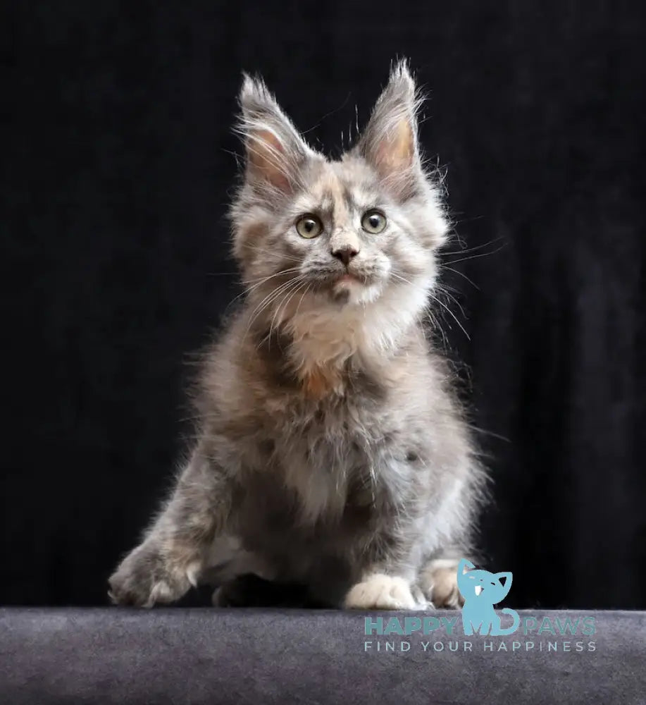 Ramina Maine Coon female blue tortie live animals