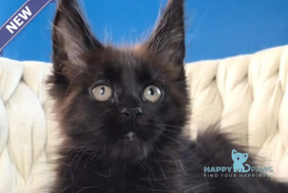 Ramira Maine Coon female black live animals