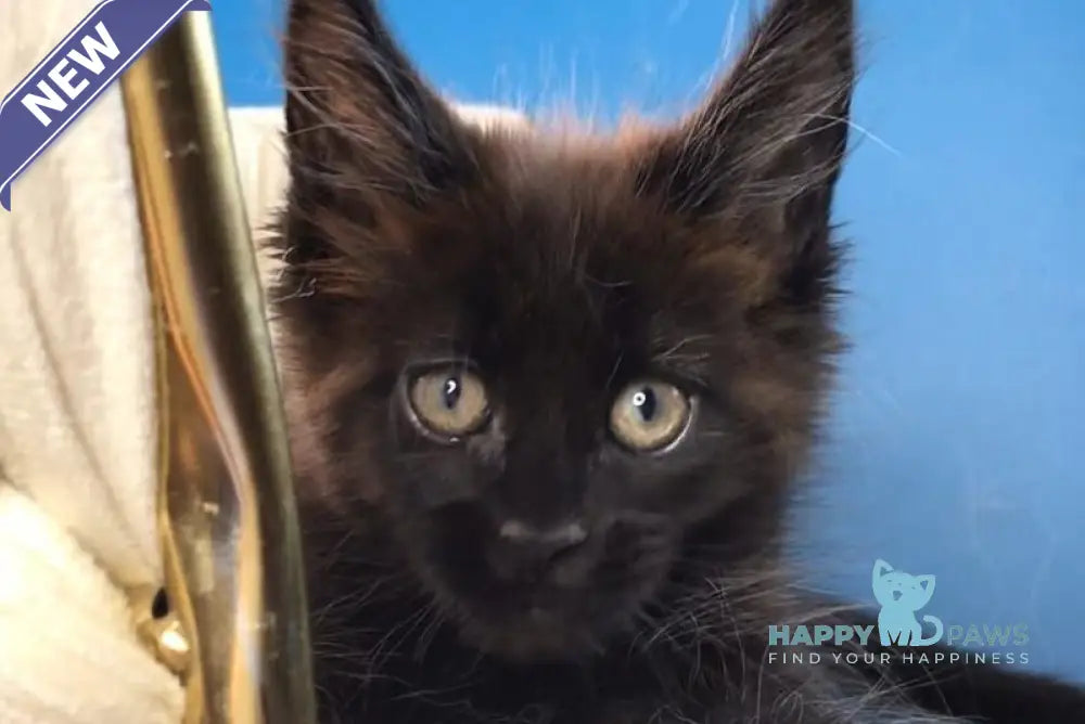 Ramira Maine Coon female black live animals