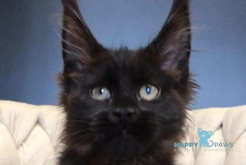 Ramira Maine Coon female black live animals