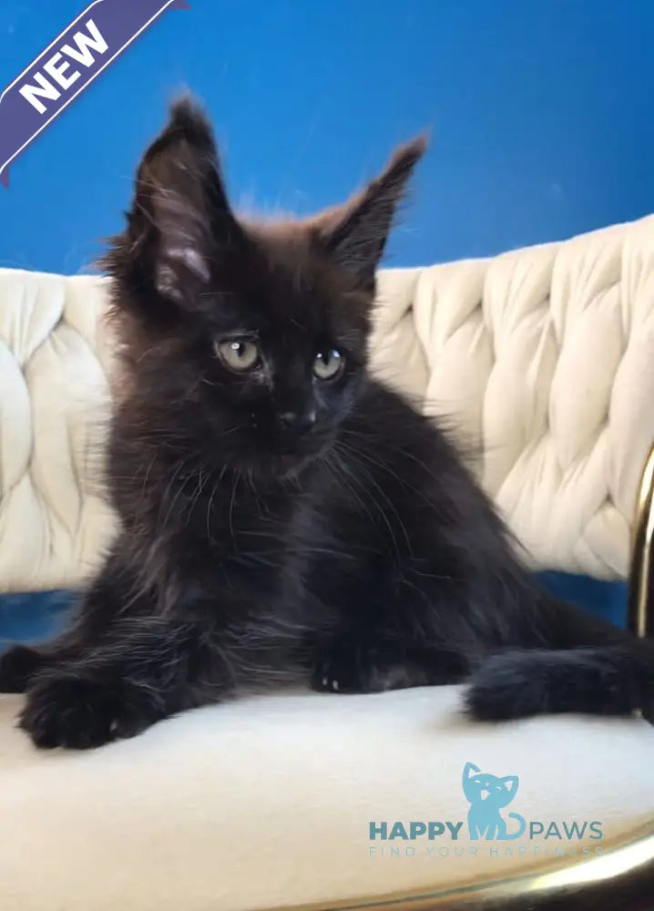 Ramira Maine Coon female black live animals