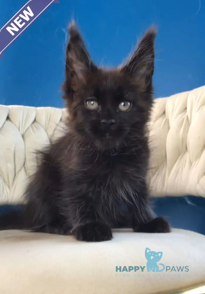 Ramira Maine Coon female black live animals